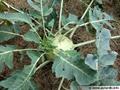 Kohlrabi 
